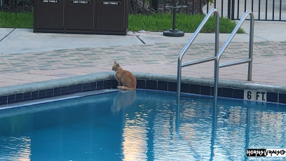 Cat in the hotel pool!?!?